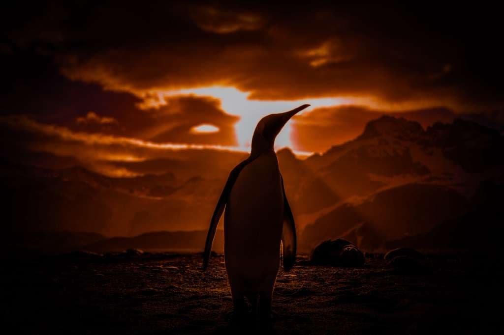 El Penguino